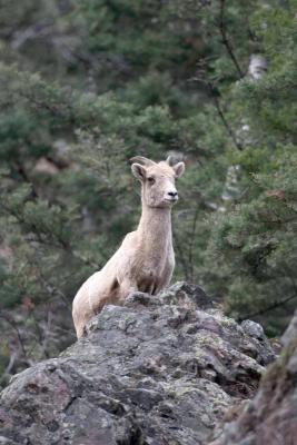 CRW_4583 bighorn sheep.jpg
