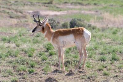 CRW_4611 pronghorn antelope.jpg