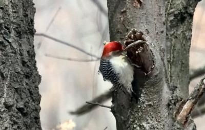 What is it #2 (Red-bellied woodpecker)