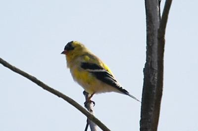 What is it #1 (American Goldfinch)
