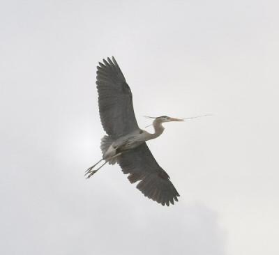 Heron soaring