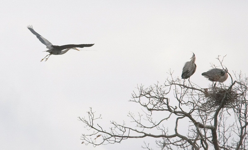 Heron arriving