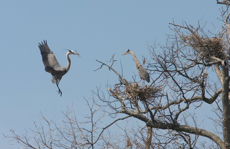 Heron w/ building materials