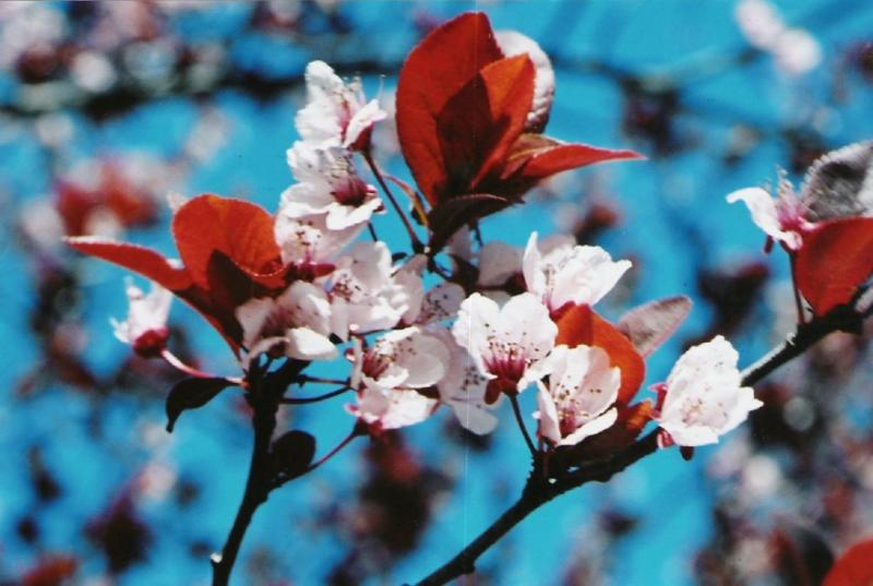 A Pink Dogwood in South Carolina - from the first test roll with the Minolta Vectis 50mm/3.5 Macro Lens on one of my S-1's.
