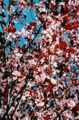 A little bit wider shot of the same Pink Dogwood tree - still using the 50mm Macro on the S-1.