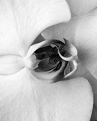ABSTRACT ORCHID 3