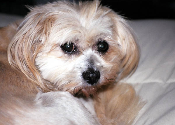 LIZZIE