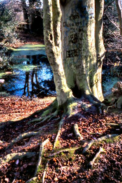 nag-pond.jpg