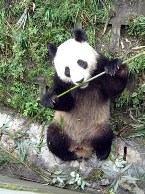 Wo-Long,,,, Si-Chuan.... ( ¥|¤t ª×Às )