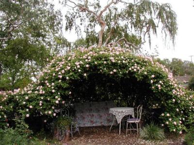 table, 2 chairs and glider for my rose bower...the Rose is Cecile Brunner...climbing