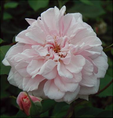 A Cecile Brunner bloom...usually borne in clusters...the roses are about one and a half inches across...