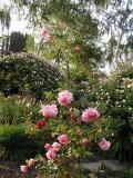 the front of the arbor...veiw  from the flower bed