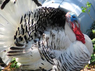 Turkey