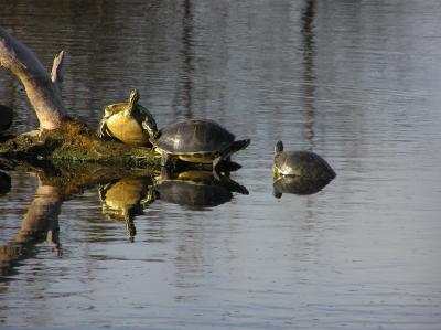 Sunning Turtles