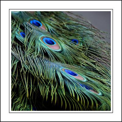 Peacock feathers ~ Stourhead