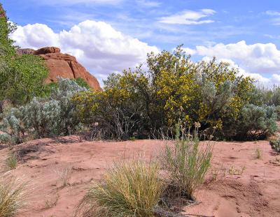 Capitol Reef National Park