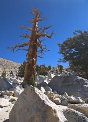 Eastern Sierra