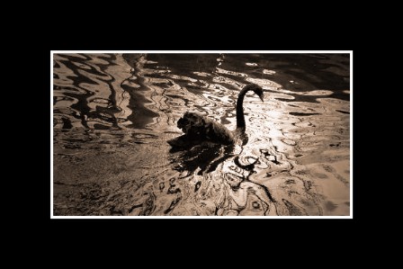 swan  framed