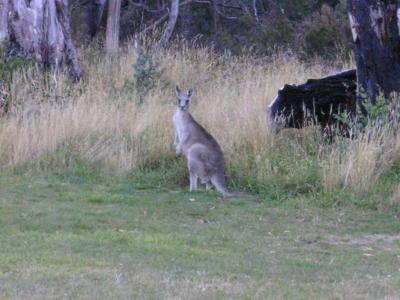 An eastern grey