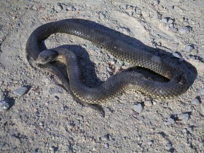Venemous brown snake (we think)