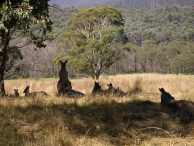 Kangaroo silhouette