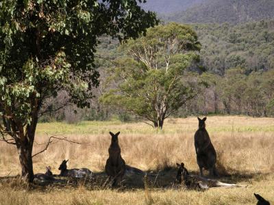 Kangaroo silhouette