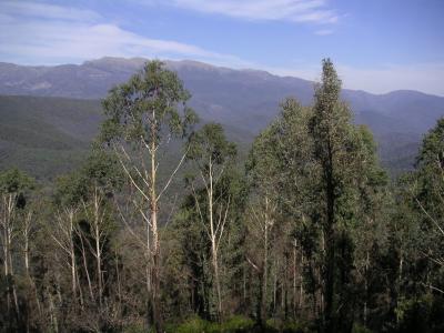 Mountains & trees