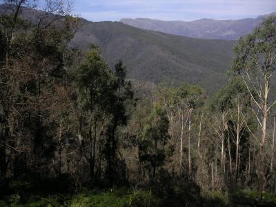 Mountains & trees