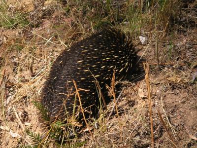 Echidna