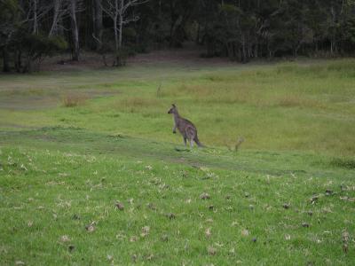 Kangaroos in our campsite