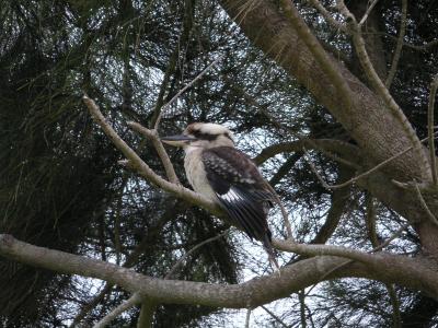 Kookaburra