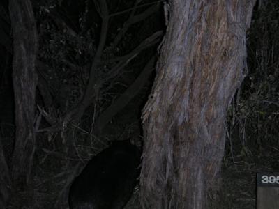 Wombat in our camp