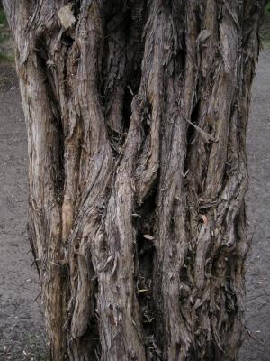 Stringy bark