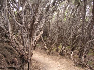 Stringy bark forest