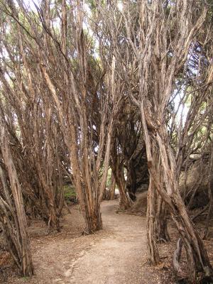 Stringy bark forest