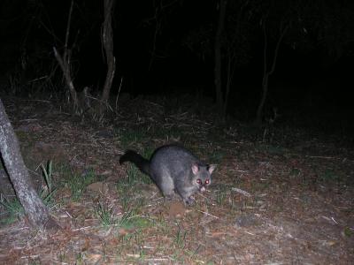 Brushtail possum