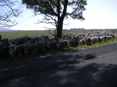 Sheep jam