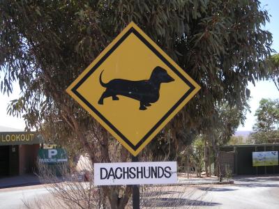 Watch out, dangerous dachshunds about
