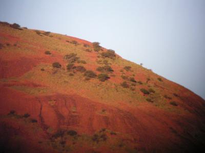 Trees growing on top