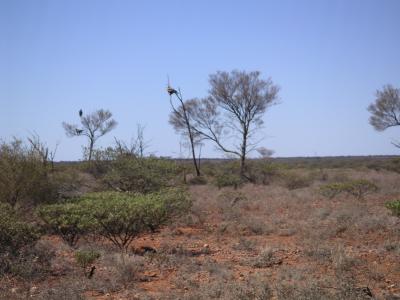 Coober Pedy (SA)