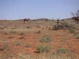 Camels in the outback