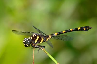Ictinogomphus decoratus melaenops