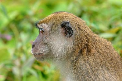 Mister Monkey