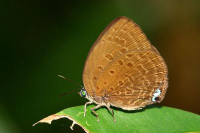 Common Disc Oakblue