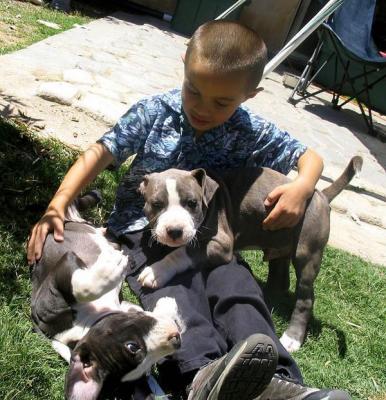 josh_pups.bmp