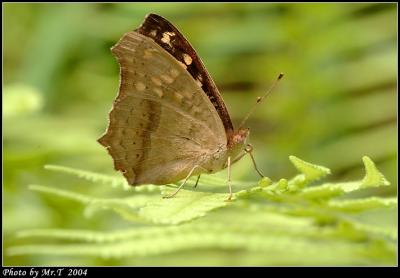 D潺 Lemon Pansy (Junonia lemonias)