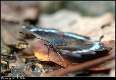 [潺 Blue Admiral (Kaniska canace)