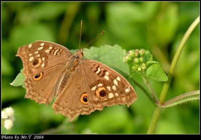 D潺 Lemon Pansy (Junonia lemonias)