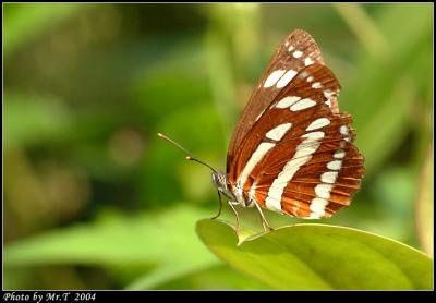 潺 Common Sailer (Neptis hylas)