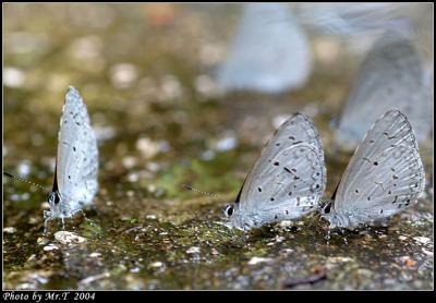 Ȧ[ǽ Plain Hedge Blue (Celastrina lavendularis)